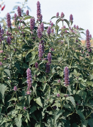 Picture of Agastache - Liquorice Blue